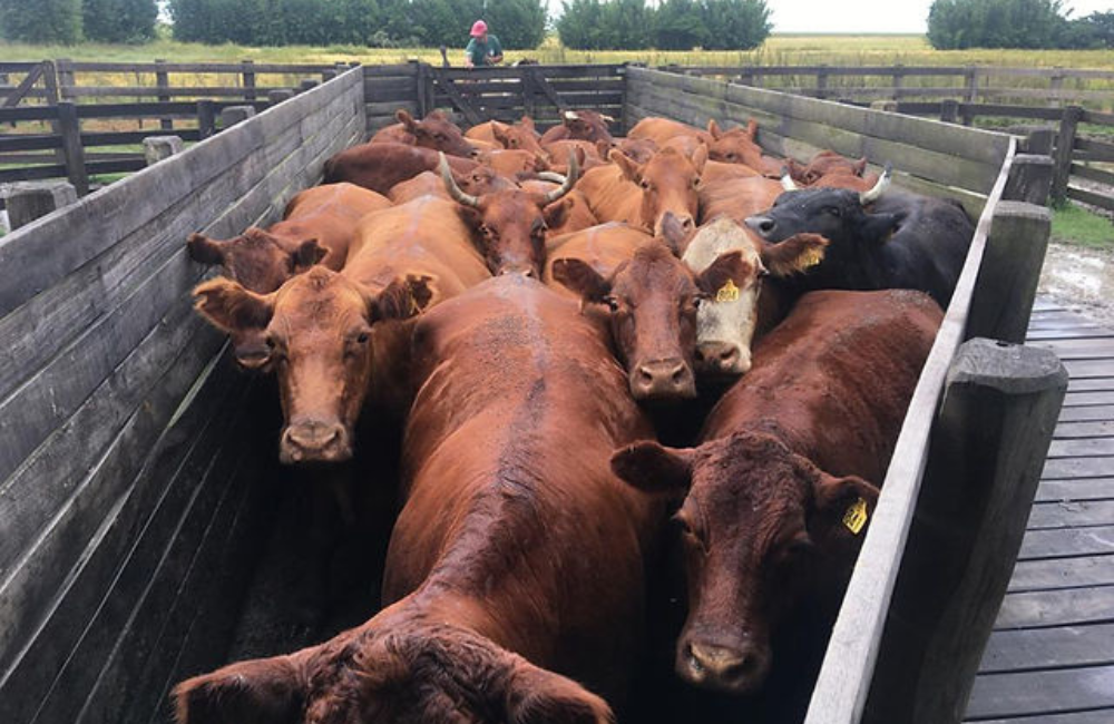 Instituto Desenvolve Pecuária critica decisão de proibir exportações de gado vivo